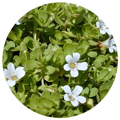 files/Bacopa-Monnieri.webp