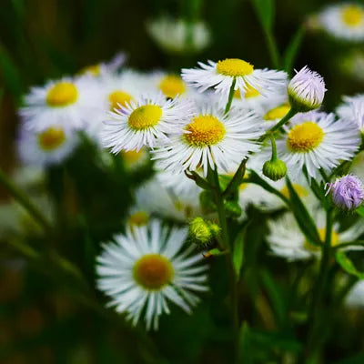 files/German-Chamomile.webp