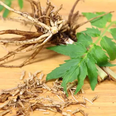 files/Valerian-Root.webp