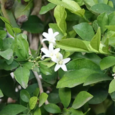 files/Bacopa-Monnieri_116ba260-3457-4b62-ba24-f283435c9522.webp