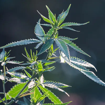 files/CBD.webp
