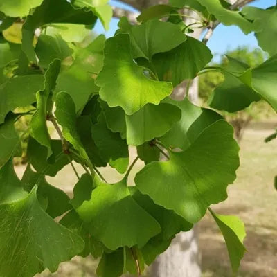 files/Ginkgo-Biloba.webp