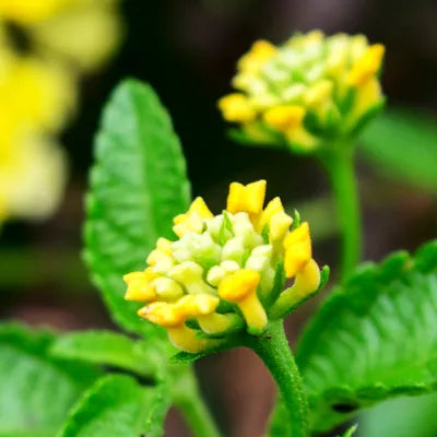 files/Rhodiola-Rosea_27e0954e-0478-453b-b9b6-93eb79aabbd2.webp